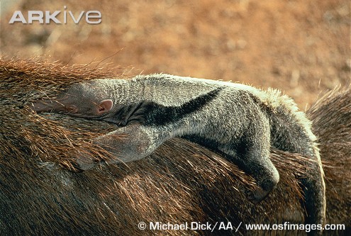 "آكـــل النمل"..من عجائب خلق الله  Anteater